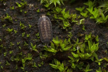 Hindistan, yosun içinde bir Isopod. Deniz kabukluları, ahşap bitleri ve akrabaları da dahil.