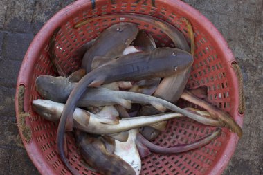 Squalidae, köpek balığı köpekbalığı, köpek balığı ya da dikenli köpek balığı olarak da bilinir. 119 türden en büyük ikinci köpekbalığı türü Mirkarwada, Ratnagiri, Maharashtra, Hindistan