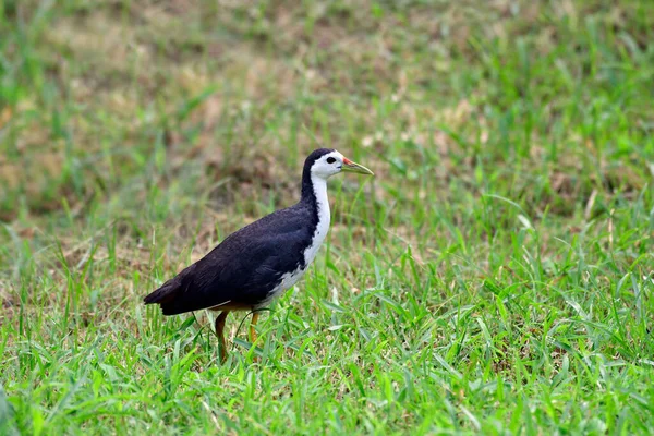 Gallina Blanca Amaurornis Phoenicurus Central Park Salt Lake Kolkata Bengala — Foto de Stock