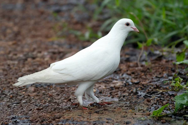 White Pigeon Columba Livia Domestica Daudpur Egra Purba Medinipur West — Stock Photo, Image