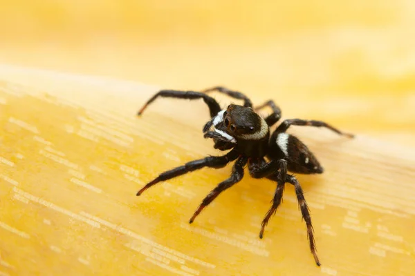 Hasarius Adansoni Known Commonly Adanson House Jumper India — Stock Photo, Image