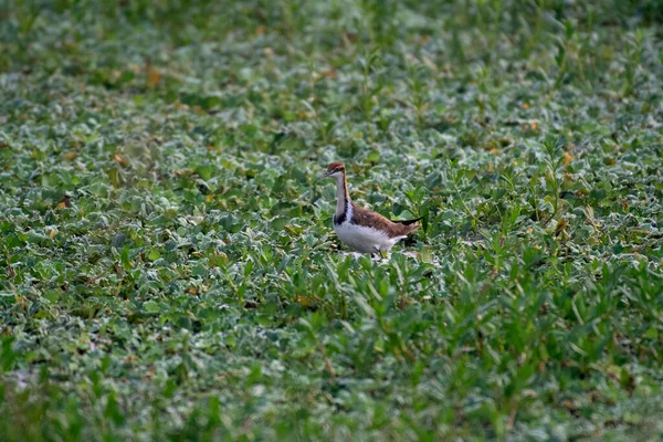 Faisão Cauda Jacana Hydrophasianus Chirurgus Rajarhat New Town Kolkata Bengala — Fotografia de Stock