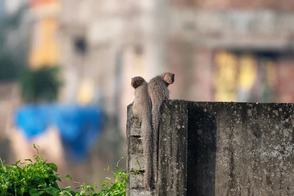 Two Mongoose Rajarhat New Town Kalkata West Bengal India — Stock fotografie