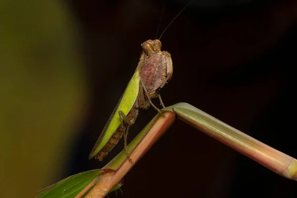 Boxer Mantis Erwachsene Gemeinsamer Name Für Verschiedene Arten Von Gottesanbeterin — Stockfoto