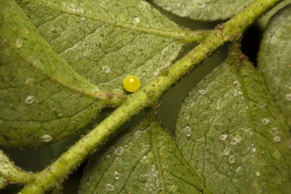 印度咖喱叶植物上常见的摩尔门蛋 — 图库照片