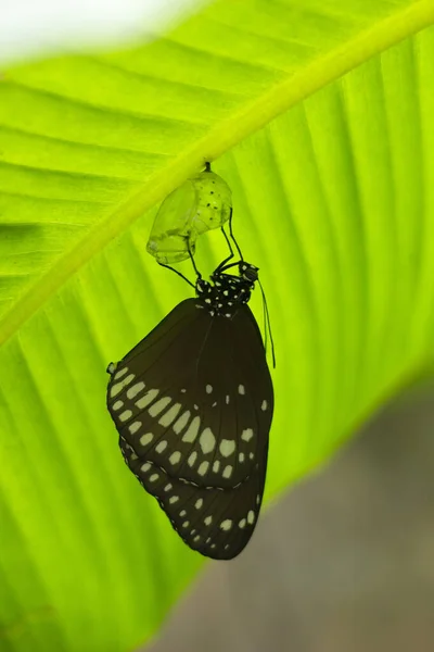 Common Crow Butterfly Coming Out Chrysalis India — Stock Photo, Image
