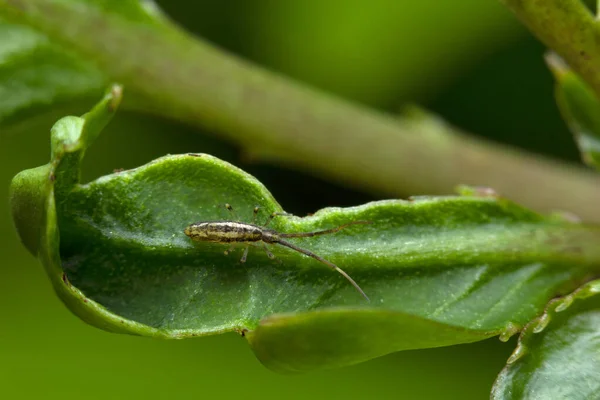 Yaprakta yay kuyruğu böceği. Collembola modern Hexapods, Hindistan 'ın en büyük üç soyundan biridir.