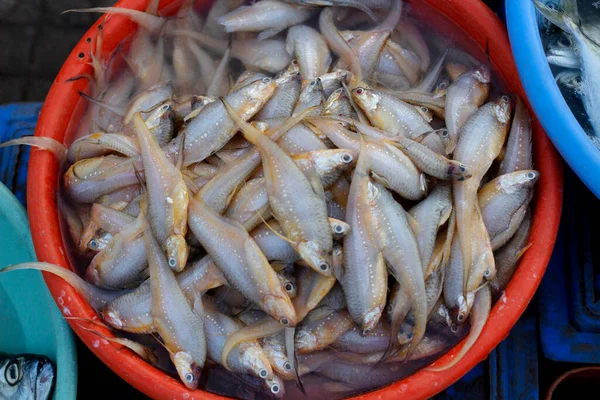 Anchovies Mandeli Ratnagiri Maharashtra India Small Common Forage Fish Family — Stock Photo, Image