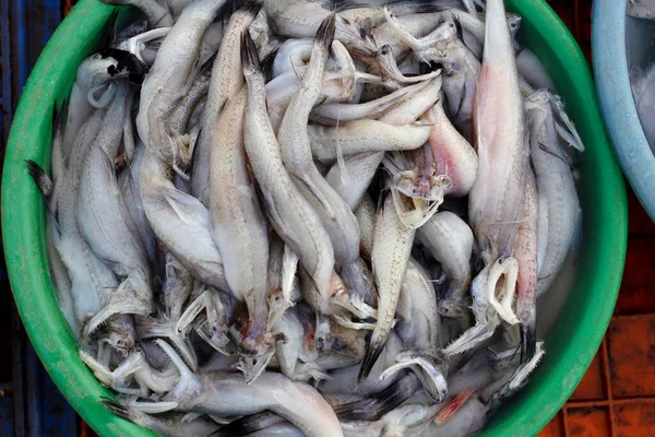 インドのマハラシュトラ州ラタンガリーボムバイ ダック バンマロ ボンビル ブームラと呼ばれるハルパドン ネヘルスの新鮮な漁獲量 — ストック写真