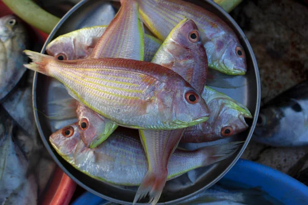 Rani Fish Pink Perch Fish Ratnagiri Maharashtra India — Stock Photo, Image