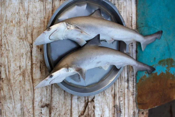 Scoliodon Shark Mori Fish Ratnagiri Maharashtra India — Stock Photo, Image