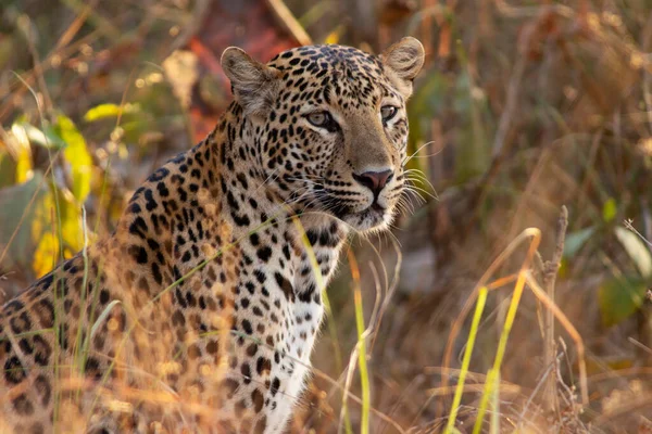 Leopard Panthera Pardus Panna Tiger Reserve Madhya Pradesh India — 스톡 사진