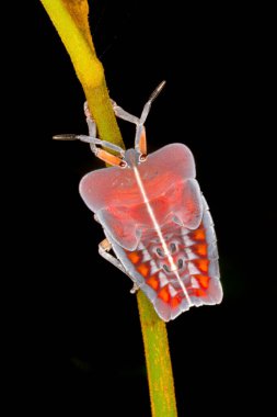 Tessaratomidae Böceği ağaçta, Amboli, Hindistan