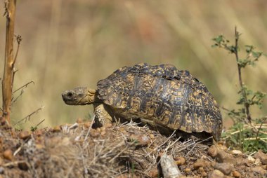 Leopar Kaplumbağa, Stigmochelys pardalis, Stigmochelys cinsinin tek üyesi, Maasai Mara Ulusal Rezervi, Afrika