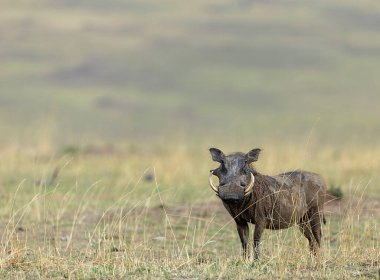 Ortak yaban domuzu, Phacochoerus Kenya, Africanus, Maasai Mara Ulusal Rezervi, Kenya, Afrika