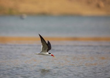 Kara kaypak avını arıyor, Rynchop Niger, Chambal River, Rajasthan, Hindistan