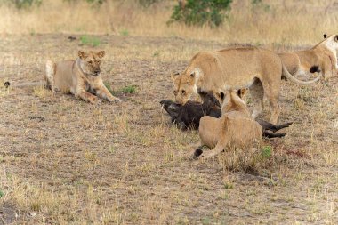 Yaban domuzu Öldüren Aslanlar, Masai Mara Ulusal Rezervi, Kenya, Afrika