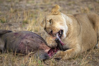Lioness with Kill, Masai Mara Ulusal Rezervi, Kenya, Afrika