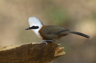 Beyaz armalı Laughingthrush yakın plan, Garrulax lucolophus, Sattal, Hindistan