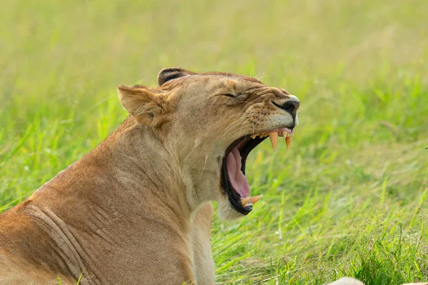 Löwin Gähnt Nahaufnahme Maasai Mara National Reserve Afrika — Stockfoto