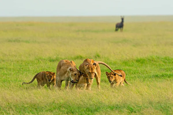 Família Leão Cinco Reserva Nacional Maasai Mara Quênia África — Fotografia de Stock