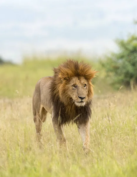 Mannelijke Leeuw Jacht Maasai Mara National Reserve Afrika — Stockfoto