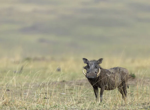 Common Warthog Phacochoerus Kenya Africanus Maasai Mara National Reserve Keňa — Stock fotografie