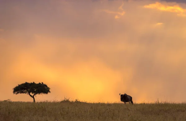 Silhouette Wildebeest Con Albero Riserva Nazionale Maasai Mara Kenya Africa — Foto Stock