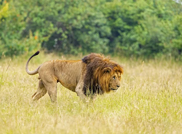 Perseguição Leão Close Reserva Nacional Maasai Mara Quênia África — Fotografia de Stock