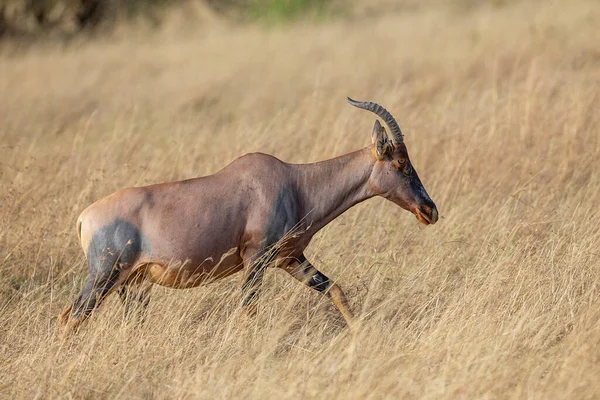 Topi Grassland Damaliscus Lunatus Maasai Mara National Reserve Kenya Africa — стокове фото