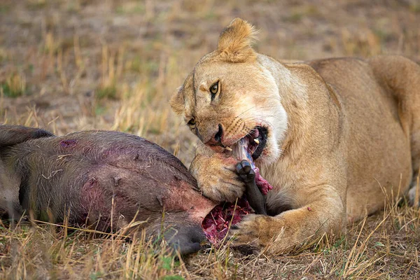Leeuwin Met Kill Maasai Mara National Reserve Kenia Afrika — Stockfoto
