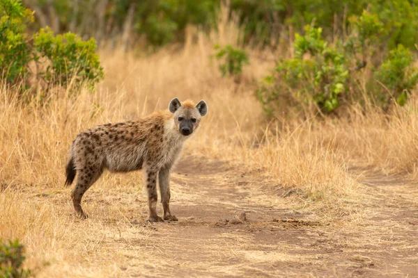 Spotted Hyena Crocuta Crocuta Maasai Mara National Reserve Kenya Africa — 스톡 사진