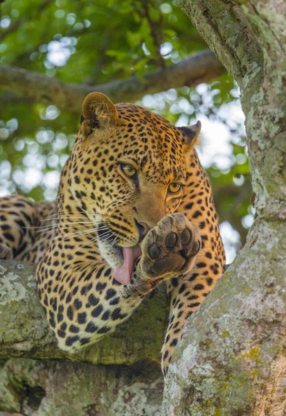 Leopard Auf Einem Baum Leckt Pfote Maasai Mara National Reserve — Stockfoto