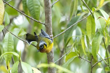 Black Eared Shrike Babbler, Pteruthius melanotis, Neora Valley Ulusal Parkı, Kalimpong, Batı Bengal, Hindistan