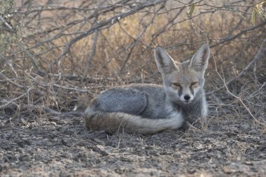 Çöl tilkisi, Vulpes zerda, Küçük Kutch rann, Gujarat, Hindistan