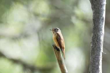 Ferruginous Flycatcher, Muscicapa ferruginea, Neora Valley Ulusal Parkı, Kalimpong, Batı Bengal, Hindistan