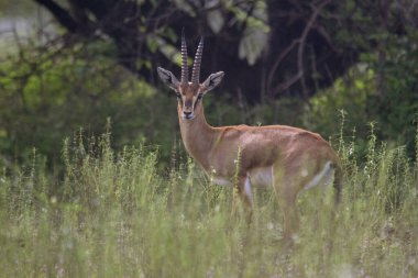 Chinkara ya da Hint ceylanı, Gazella Bennettii yakın plan, Hindistan