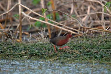 Ruddy-göğüslü crake ya da ruddy crake, Porzana fusca, Hindistan
