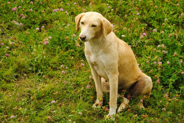 Combai Hund Ras Manali Himachal Pradesh India — Stockfoto