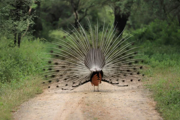 Back Feathers Peacock India — Stock Photo, Image