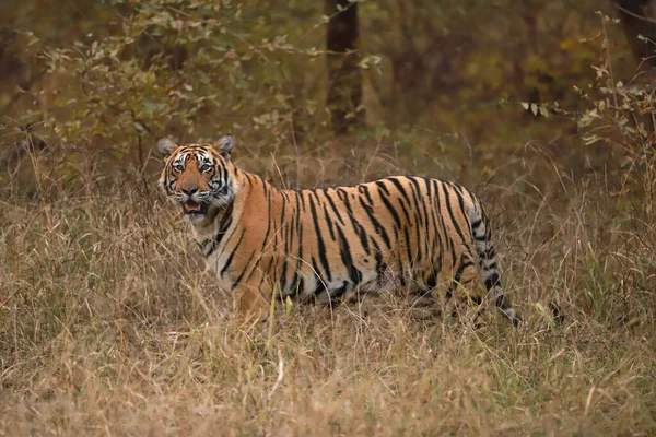 Tigre Macho Panthera Tigris India —  Fotos de Stock