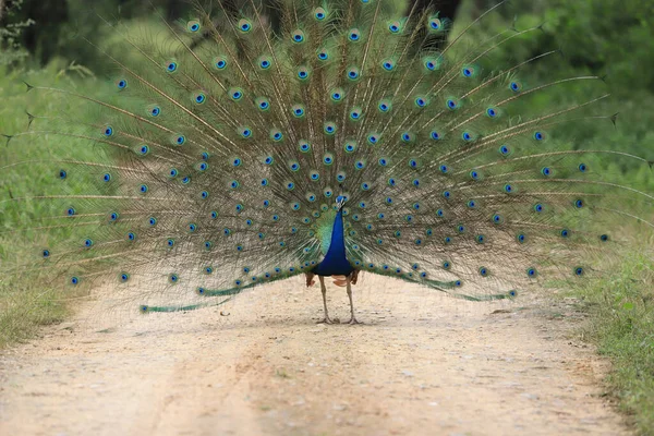 Peacock Open Feathers India — Stock Photo, Image