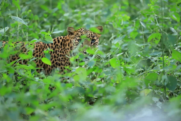 Leopard Panthera Pardus Vykukující Zeleného Listí Indie — Stock fotografie