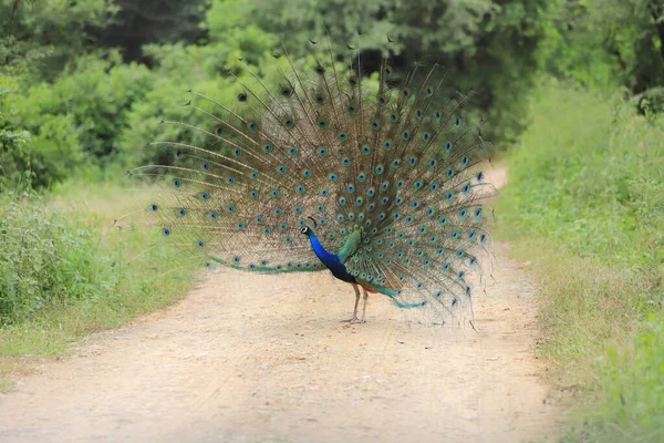 Peacock Open Feathers Road India — Stock Photo, Image