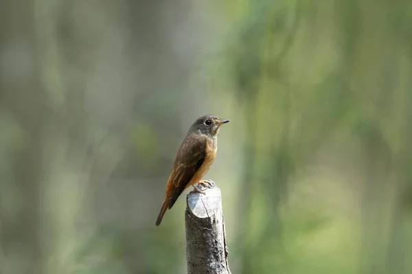 Flycatcher Ferruginoso Muscicapa Ferruginea Parque Nacional Vale Neora Kalimpong Bengala — Fotografia de Stock