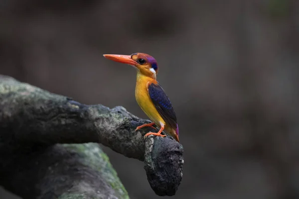 Pescador Enano Oriental Ceyx Erithaca Thane Mumbai Maharashtra India — Foto de Stock