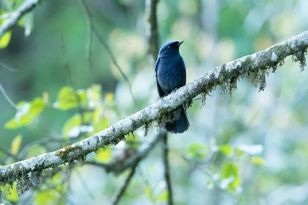 Grote Niltava Niltava Grandis Neora Valley National Park Kalimpong West — Stockfoto