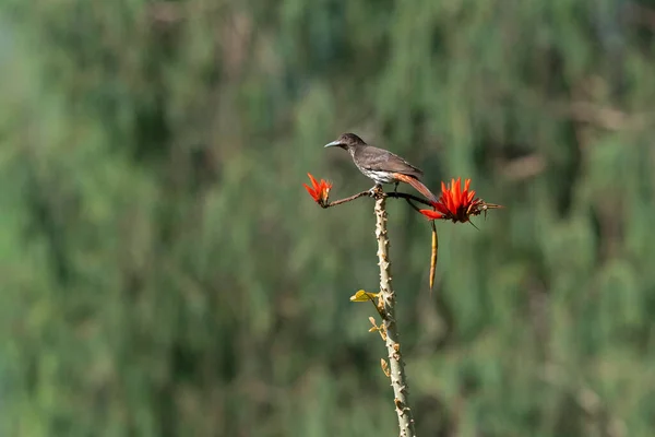 Maroon Oriole Oriolus Traillii Mahananda Vahşi Yaşam Sığınağı Darjeeling Batı — Stok fotoğraf