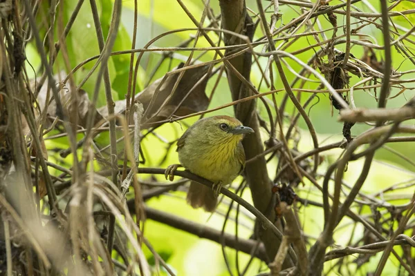 Pin Striped Tit Babbler Macronus Gularis Garbhanga Forest Reserve Guwahati — стоковое фото