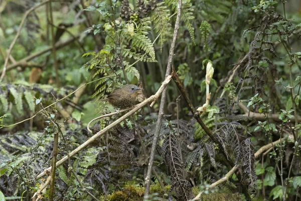 Wren Babbler Spelaeornis Caudatus Neora Valley National Park Kalimpong Bengala — Foto de Stock